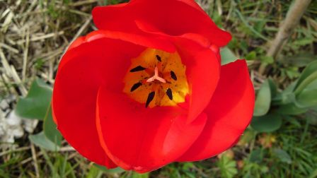 tulipe du jardin