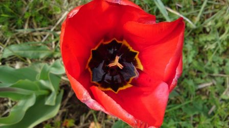tulipe du jardin...